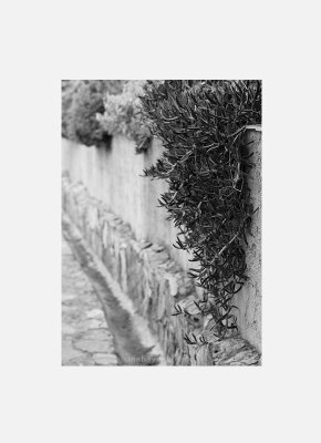 Постер Крит Растения черно-белый