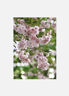 Постер Весна Сакура