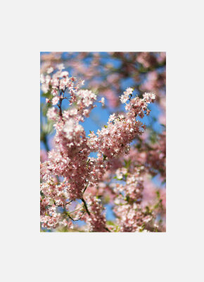 Постер Весна Сакура