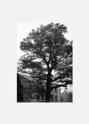 Постер Осень Дерево черно-белый