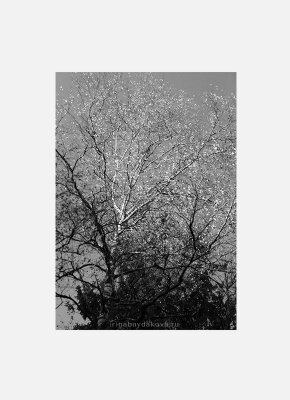 Постер Осень Кроны деревьев черно-белый