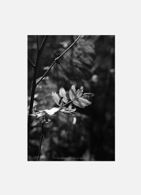 Постер Осень Листья рябины черно-белый