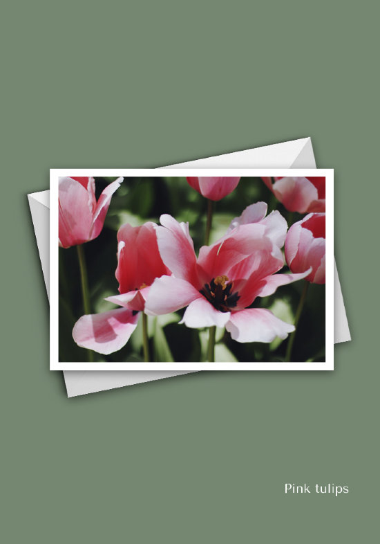 Открытка Розовые тюльпаны