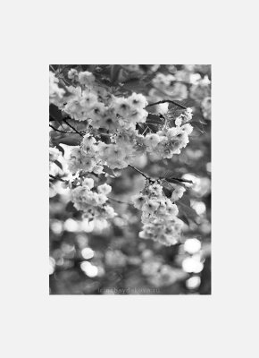 Постер Весна Сакура черно-белый