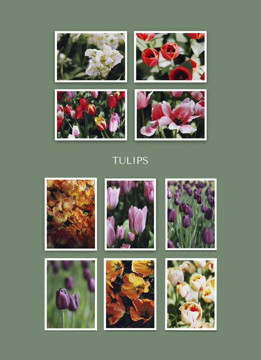 Набор открыток Тюльпаны 10 шт