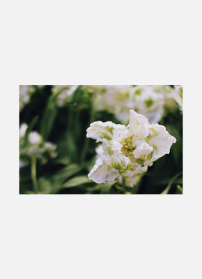 Постер Белые тюльпаны