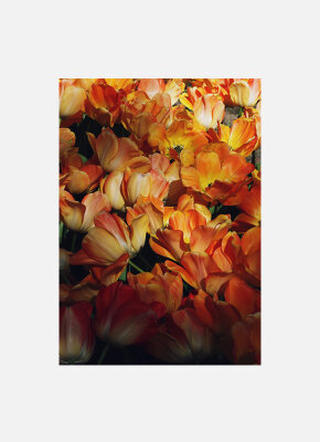 Постер Оранжевые тюльпаны