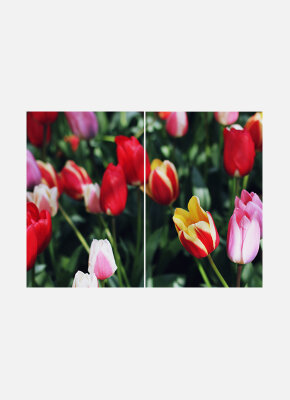 Постеры Разноцветные тюльпаны диптих