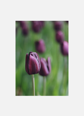 Постер Сливовые тюльпаны