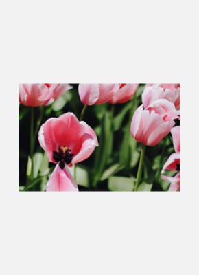 Постер Розовые тюльпаны