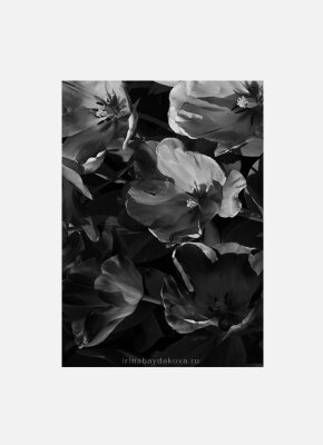 Постер Оранжевые тюльпаны черно-белый