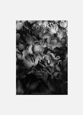 Постер Оранжевые тюльпаны черно-белый