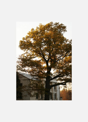 Постер Осень Дерево