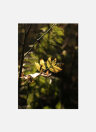 Постер Осень Листья рябины