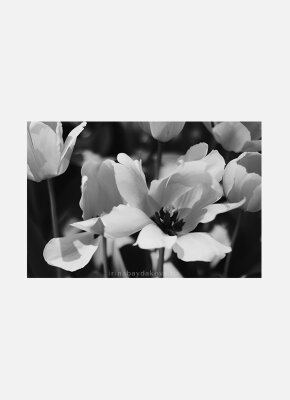 Постер Розовые тюльпаны черно-белый