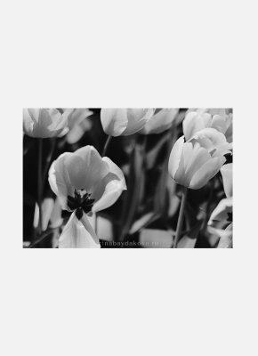 Постер Розовые тюльпаны черно-белый