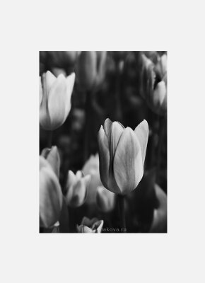 Постер Лиловые тюльпаны черно-белый