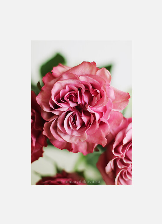 Постер Розовые розы 