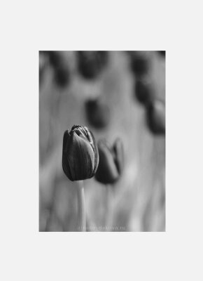 Постер Сливовые тюльпаны черно-белый