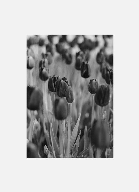 Постер Сливовые тюльпаны черно-белый