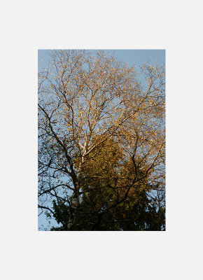 Постер Осень Кроны деревьев