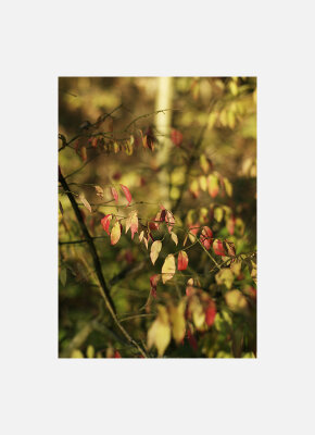 Постер Осенние листья