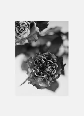 Постер Розы черно-белый 