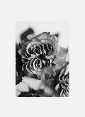 Постер Розы черно-белый