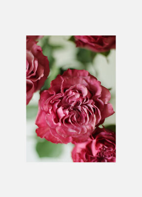 Постер Розовые розы 